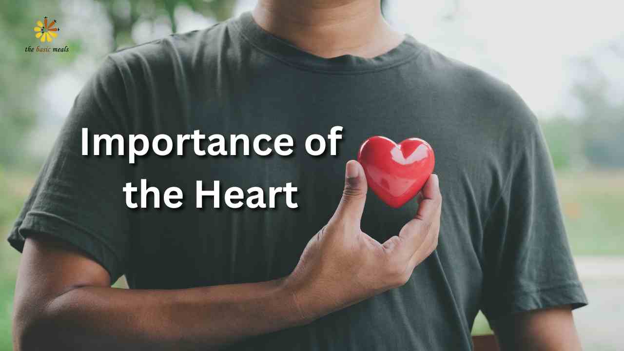 Importance, Functions & Requirement of the Heart